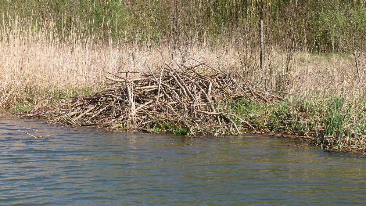 Hoogwaterstand Kattekoelen – Hengelsportvereniging Brunssum